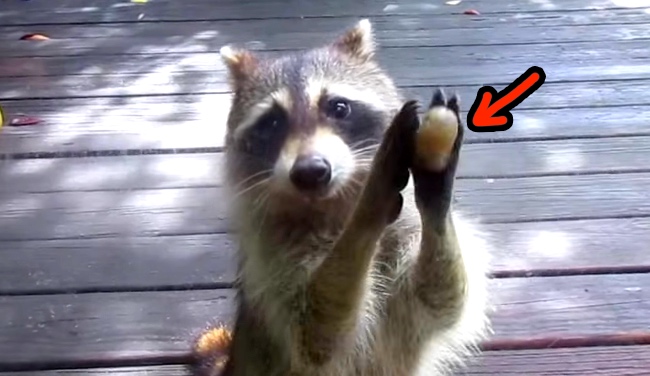 raccoon-knocks-door-food