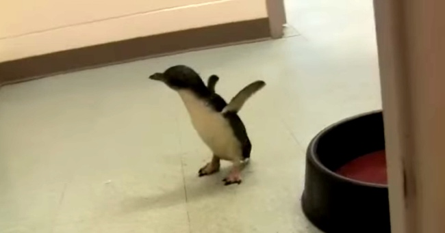 Little Penguin Likes To Be Tickled. Prepare To Aww!