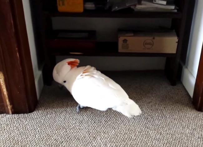 They Told Their Cockatoo He Was Going To The Vet. His Reaction? Hilarious!