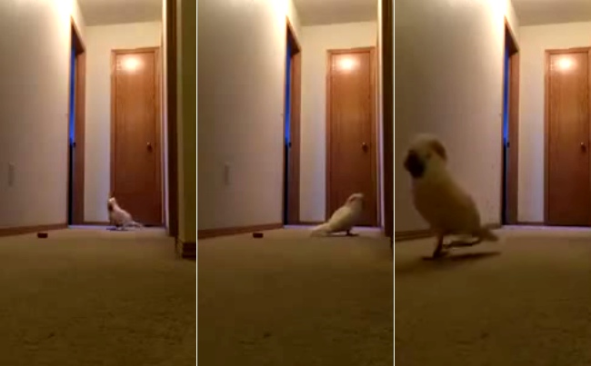 Cockatoo Running Around, Yelling Absolute Nonsense. Too Funny!