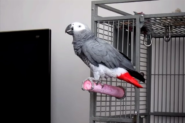 African Grey Parrot NAILS Impression Of Sean Conneryâ€™s James Bond