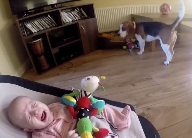Watch How Guilty Dog Apologizes Baby For Stealing Her Toy. Aww Cute!