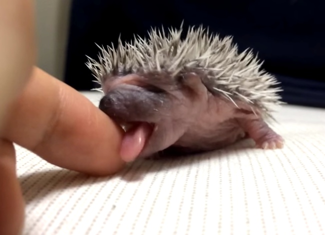This Baby Hedgehog Will Make You Swoon With Awww's