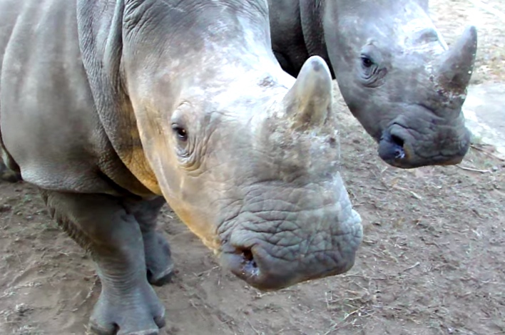 You Would Never Guess What Baby Rhinos Sound Like