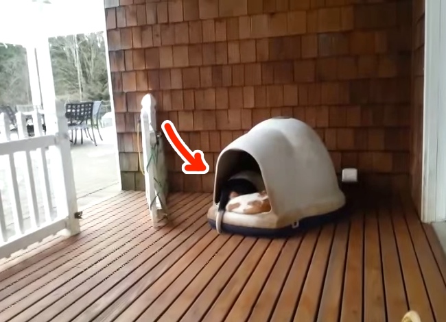 You Won't Believe How Many Basset Hounds Are Piled Up Inside This Doghouse
