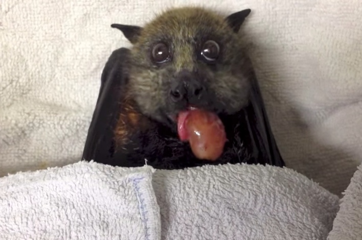 Rescued Bat Stuffs Her Face With Grapes