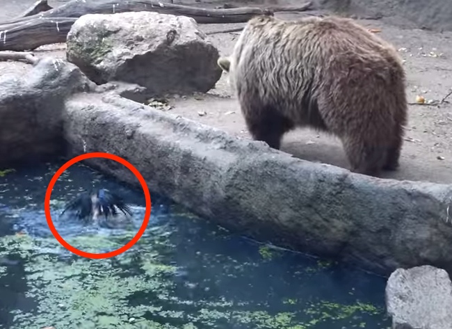 Watch What This Bear Does When Spotting A Drowning Crow