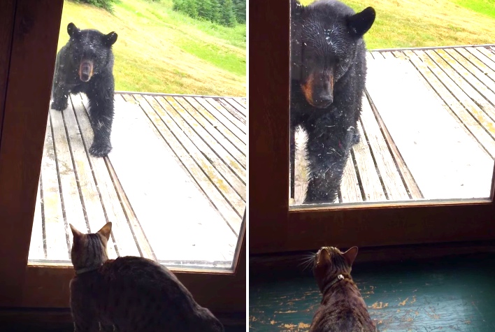 Bear Gives Couple A Fright, But Then The Cat Responds
