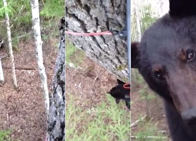 This Man Was Hiding In A Tree When He Came Face To Face With A BEAR!
