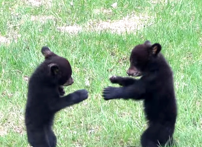 2 Bear Cubs Kung Fu Fighting. WARNING: Cuteness Overload!