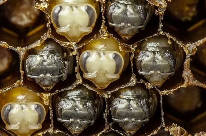 The Birth Of Bees. Mesmerizing.