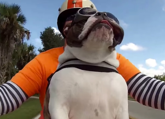 Motorbike-Riding Dog Sees Passing Biker Wave, Waves Right Back