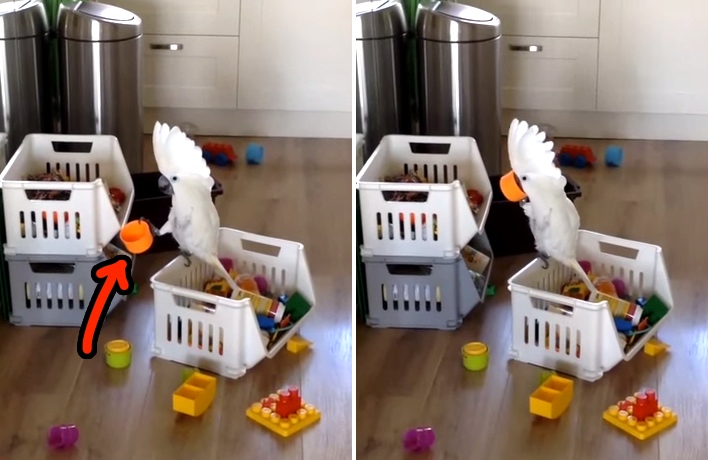 Cockatoo Discovers The Power Of This Cup And Now Just Can't Get Enough