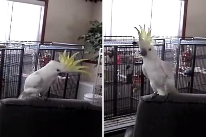 Cockatoo Dances To Queen. When He Loses The Beat, He Finds It Again!