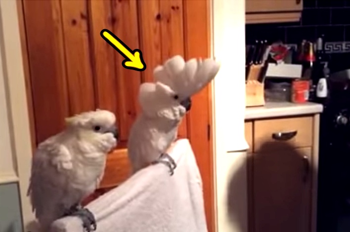 Owner Pulls Out Guitar and Plays Elvis Tune, Cockatoo Jams Out So Hard It Has Everyone in Laughter