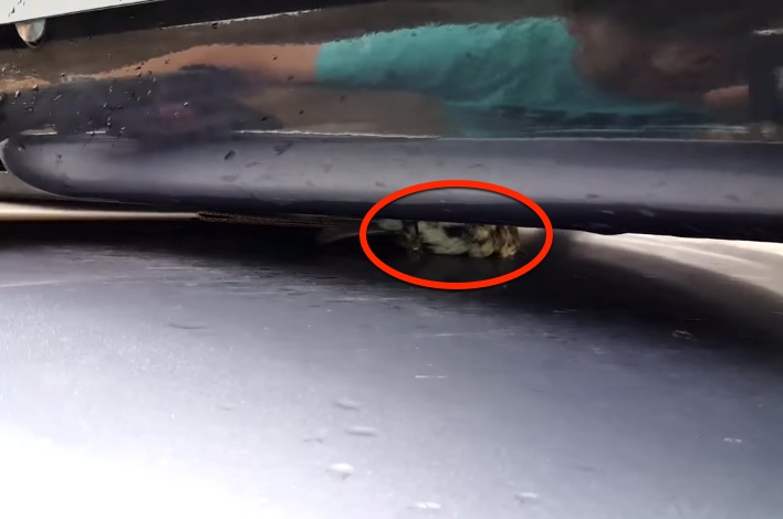 He Stops The Car After Hearing Noise Coming From The Roof. Look What He Found!