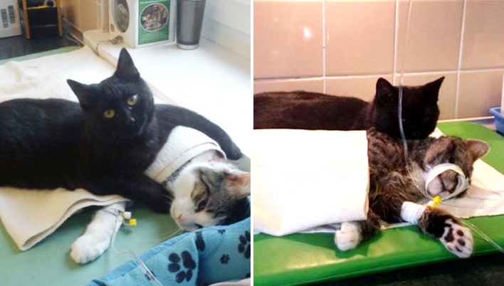 Amazing Nurse Cat Looks After Other Animals At Veterinary Hospital