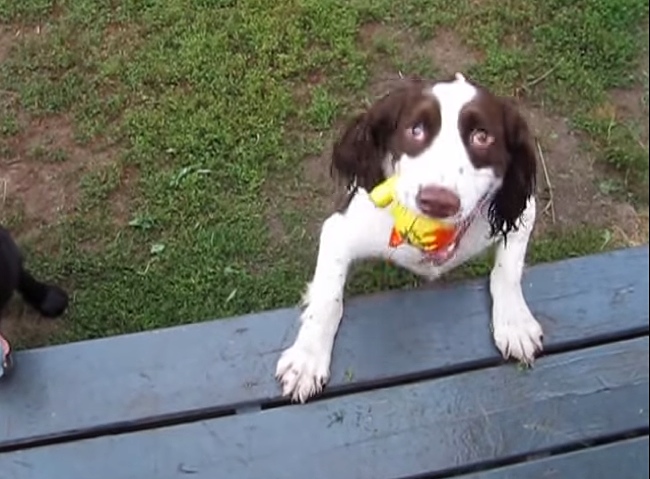 Born Blind, This Dog Can Play Fetch Just Fine. Watch How He Does It.