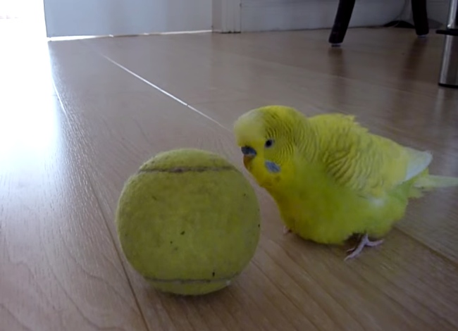 Talented Budgie Knows A Special Trick And It's So Cute!