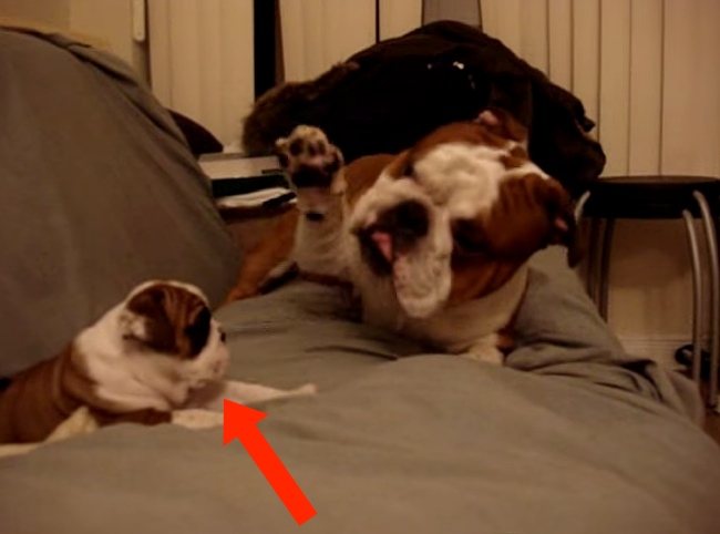 Bulldog Meets His Daughter For The First Time. What Happens At 2:16 Is Totally Unexpected!