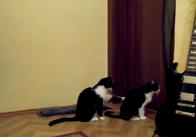 Cat Tries To Apologize, But Has Enough.