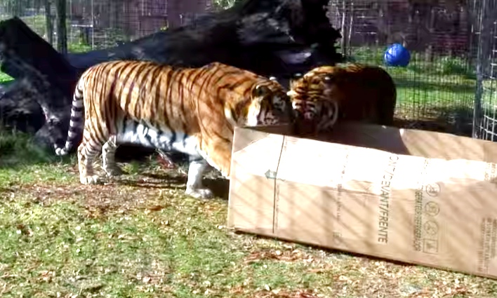 Zookeeper Puts This Box Near Tigers. When They Peek In? Pure Delight!