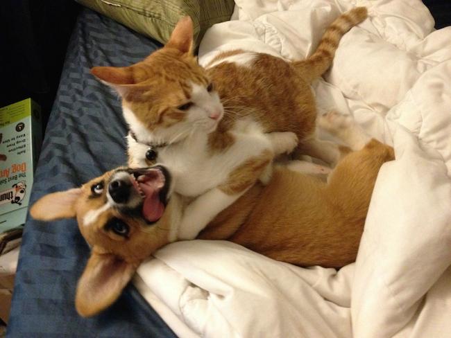 This Cat And Corgi Are Inseparable Friends