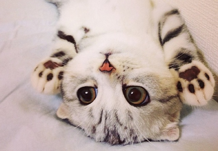 14 Ways To Tell If Your Kitty Loves You