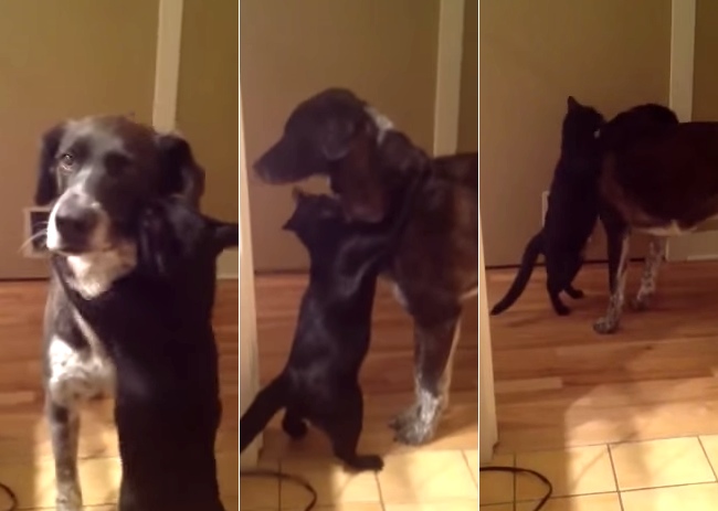 Cat And Dog Reunite After Being Apart For 10 Days. I Was Not Expecting That Reaction.