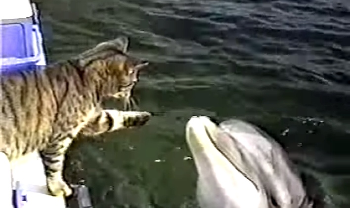 Dolphins Fascinated By A Friendly Cat