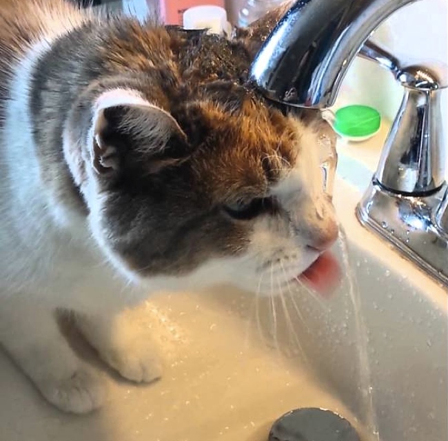 This Cat Is 15 And Still Thinks This Is How You Drink