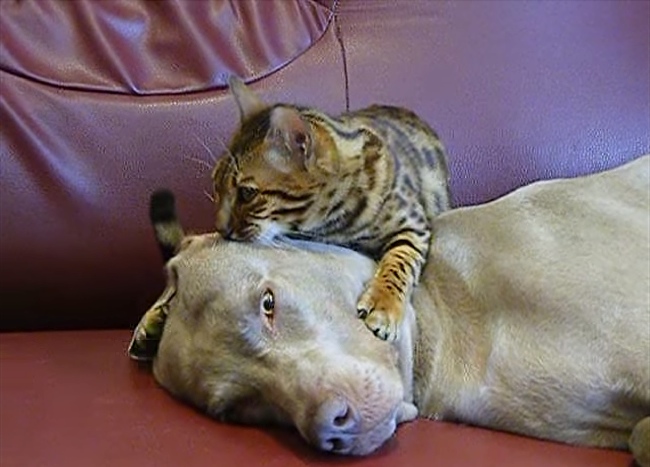 Cat Hypnotizes A Dog Into Servitude