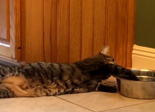This Cat Is Too Lazy To Get Up For A Drink Of Water So This Is What She Does