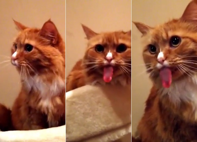 Cat Has The Most Hilarious Reaction At The Sound Of Tape