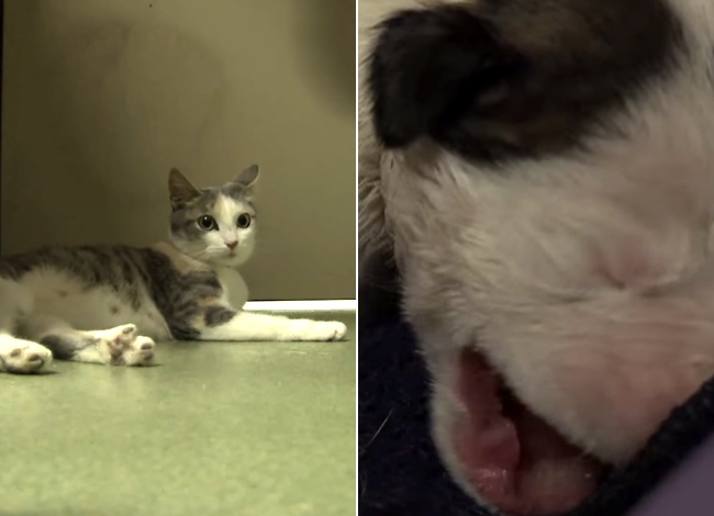 Cat Nurses Abandoned Pit Bull Puppy