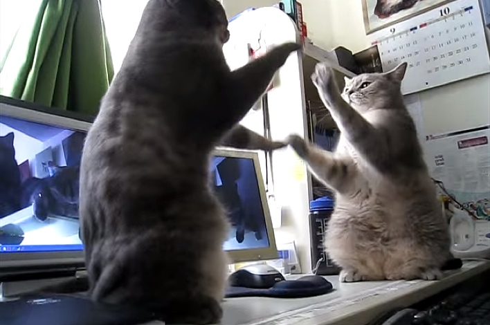 When They Filmed These Two Cats, The Most Hilarious Thing Happened.