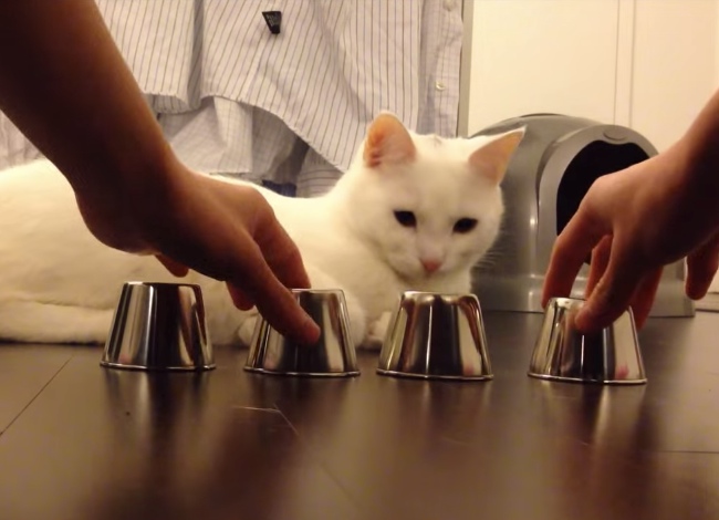 Cat Plays Shell Game, Wins Every Time