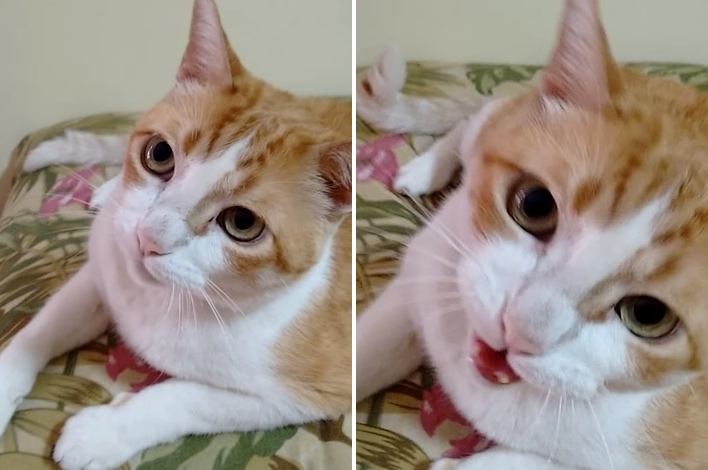 Cat Sings 'If You're Happy and You Know It' With His Human