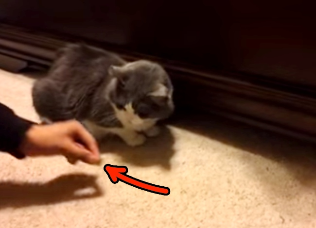He Wants To Give His Cat A Treat, But Something Hilarious Keeps Happening