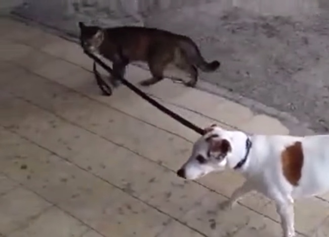 What This Cat Does To This Dog In Unbelievable
