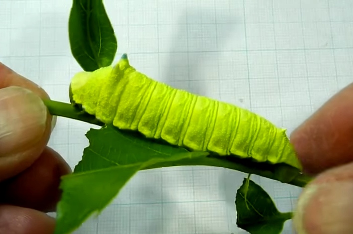 Caterpillar Has Adorable Reaction When You Squeeze Its Butt