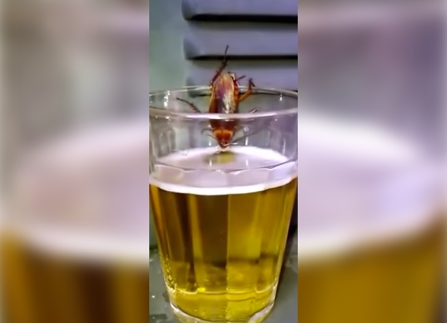 Brazilian Cockroaches Know How To Party