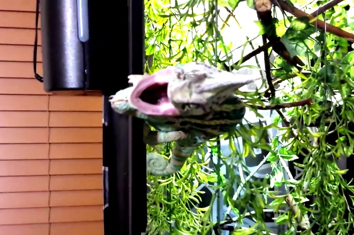 Cranky Chameleon Is Woken Up, And It's Like A Scene From Jurassic Park