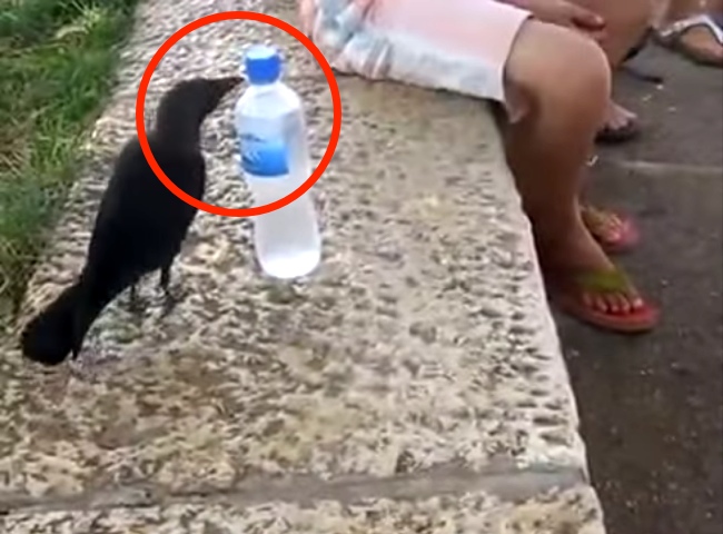 Thirsty Crow Asks Humans For Water
