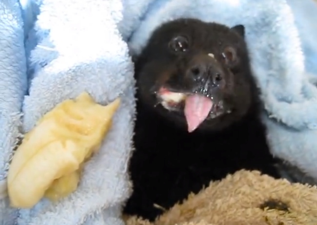 Tiny Bat Eats A Banana. You Will Die Of Cuteness!