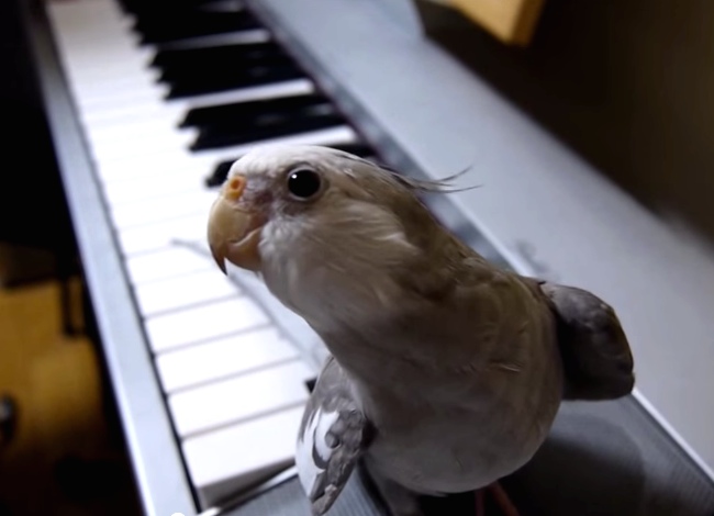 This Cockatiel Singing Along To The Piano Definitely Wins The Internet For Today