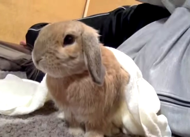 Spoiled Bunny Gets Angry When Petting Stops. Aww!