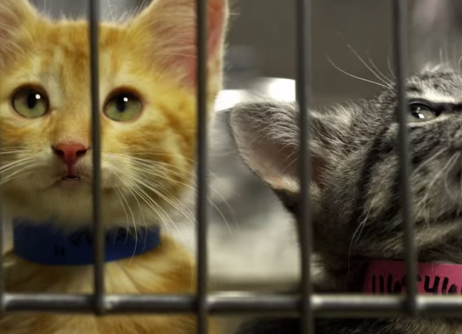 30 Seconds Of Talking Cats Asking For Just One Thing. It'll Warm Your Heart.