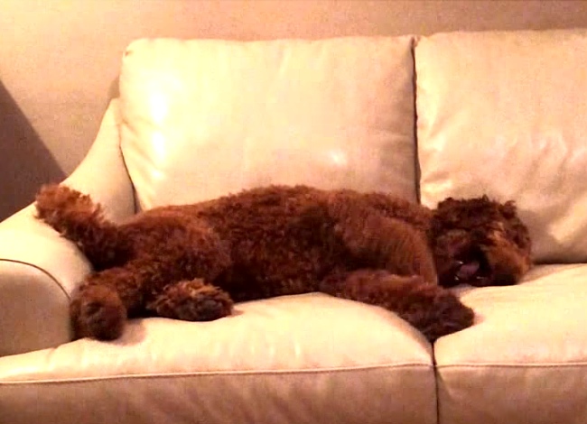 When This Dog Has A Bad Dream, Watch Who Comes To The Rescue.