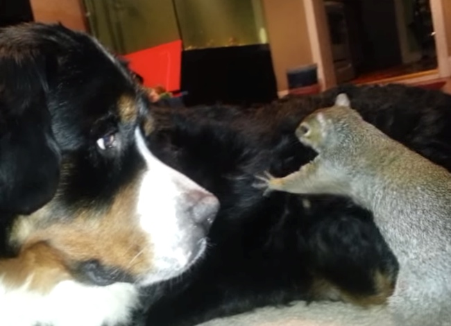 Squirrel Hides Nuts In A Bernese Mountain Dog's Fur
